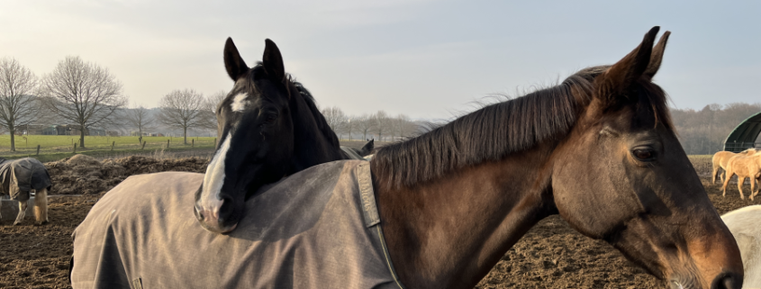 Zwei eingedeckte Pferde stehen auf einer Winterweide, eines legt den Kopf auf den Rücken des anderen. Im Hintergrund sind weitere Pferde auf der Koppel zu sehen.