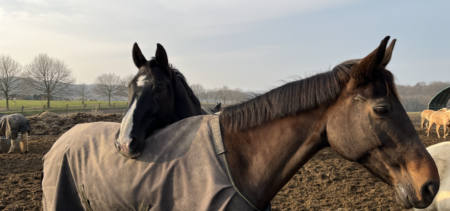Zwei eingedeckte Pferde stehen auf einer Winterweide, eines legt den Kopf auf den Rücken des anderen. Im Hintergrund sind weitere Pferde auf der Koppel zu sehen.