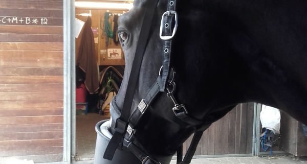 Ein schwarzes Pferd trägt eine Inhalationsmaske, die an ein Inhalationsgerät angeschlossen ist. Das Pferd steht angebunden in einem Stallbereich.