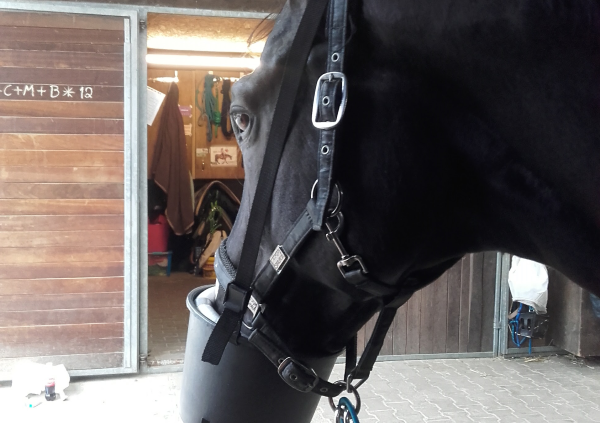 Ein schwarzes Pferd trägt eine Inhalationsmaske, die an ein Inhalationsgerät angeschlossen ist. Das Pferd steht angebunden in einem Stallbereich.