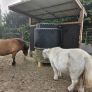 Powerraufe im Einsatz bei Kolik-anfälligen Shettys im Selbstversorgerstall Zwei Shetlandponys fressen Heu aus einer automatisierten, überdachten Heuraufe auf einem Sandpaddock.