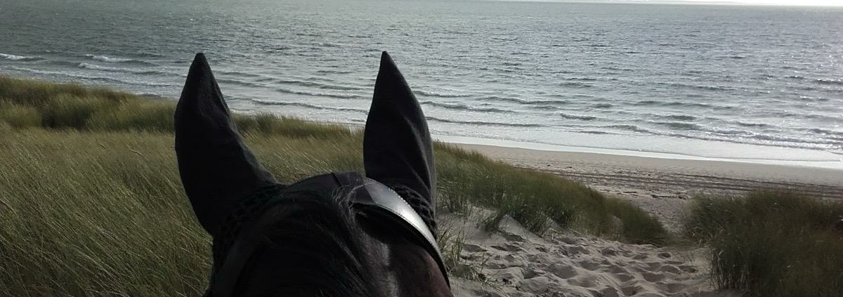 Blick zwischen den Ohren eines Pferdes auf einen sandigen Pfad durch Dünen hinunter zum Meer bei leicht bewölktem Himmel.