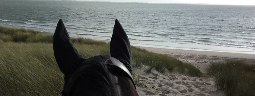 Blick zwischen den Ohren eines Pferdes auf einen sandigen Pfad durch Dünen hinunter zum Meer bei leicht bewölktem Himmel.