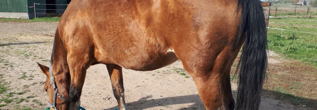 Ein braunes älteres Pferd frisst aus einem grünen Futtereimer auf einem Reitplatz oder Auslauf, im Hintergrund ein grünes Stallgebäude.